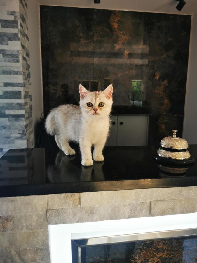 Doftana Apartaments Tesila Ngoại thất bức ảnh